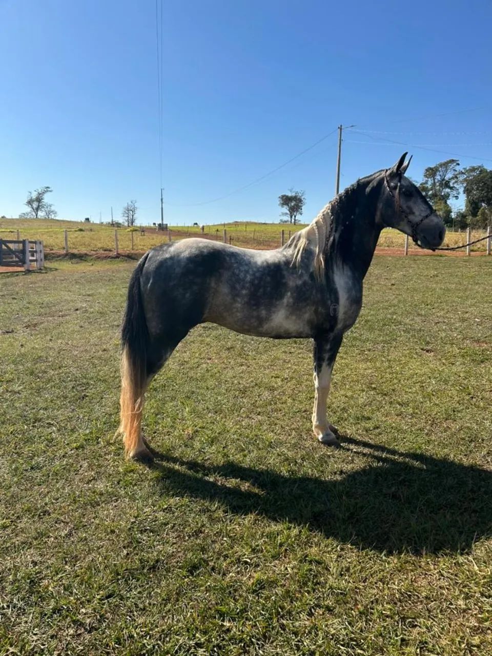 Vendo cavalo marcha batida muito marchador em 30 parcelas 