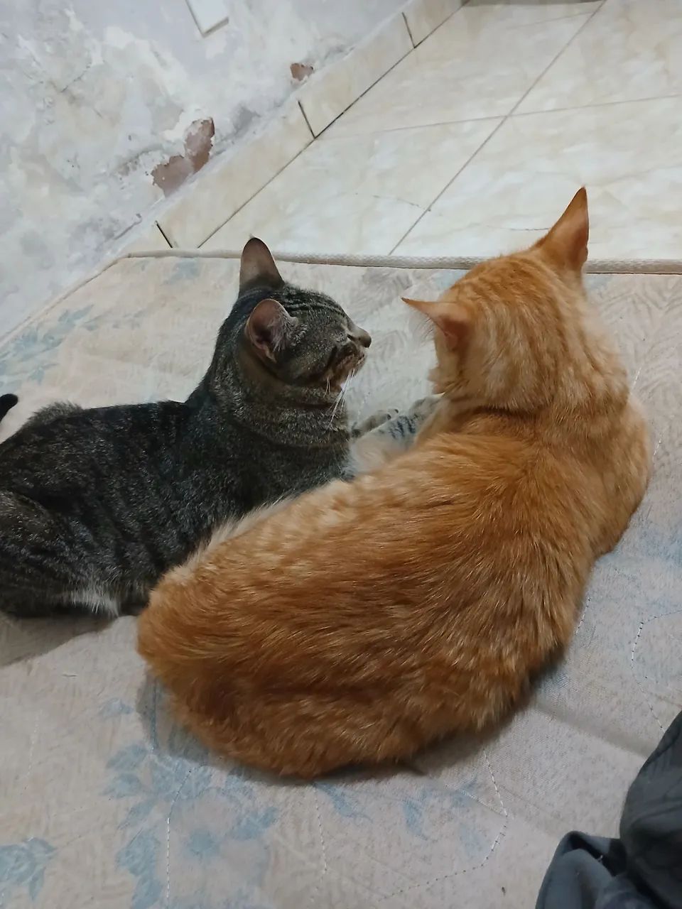 Dois gatinhos fofinhos para adoção