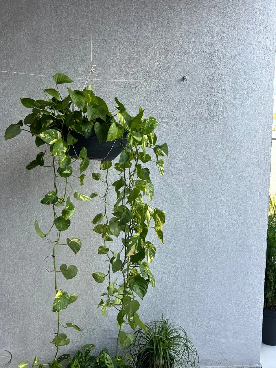 VENDE-SE JIBOIA (PLANTA)