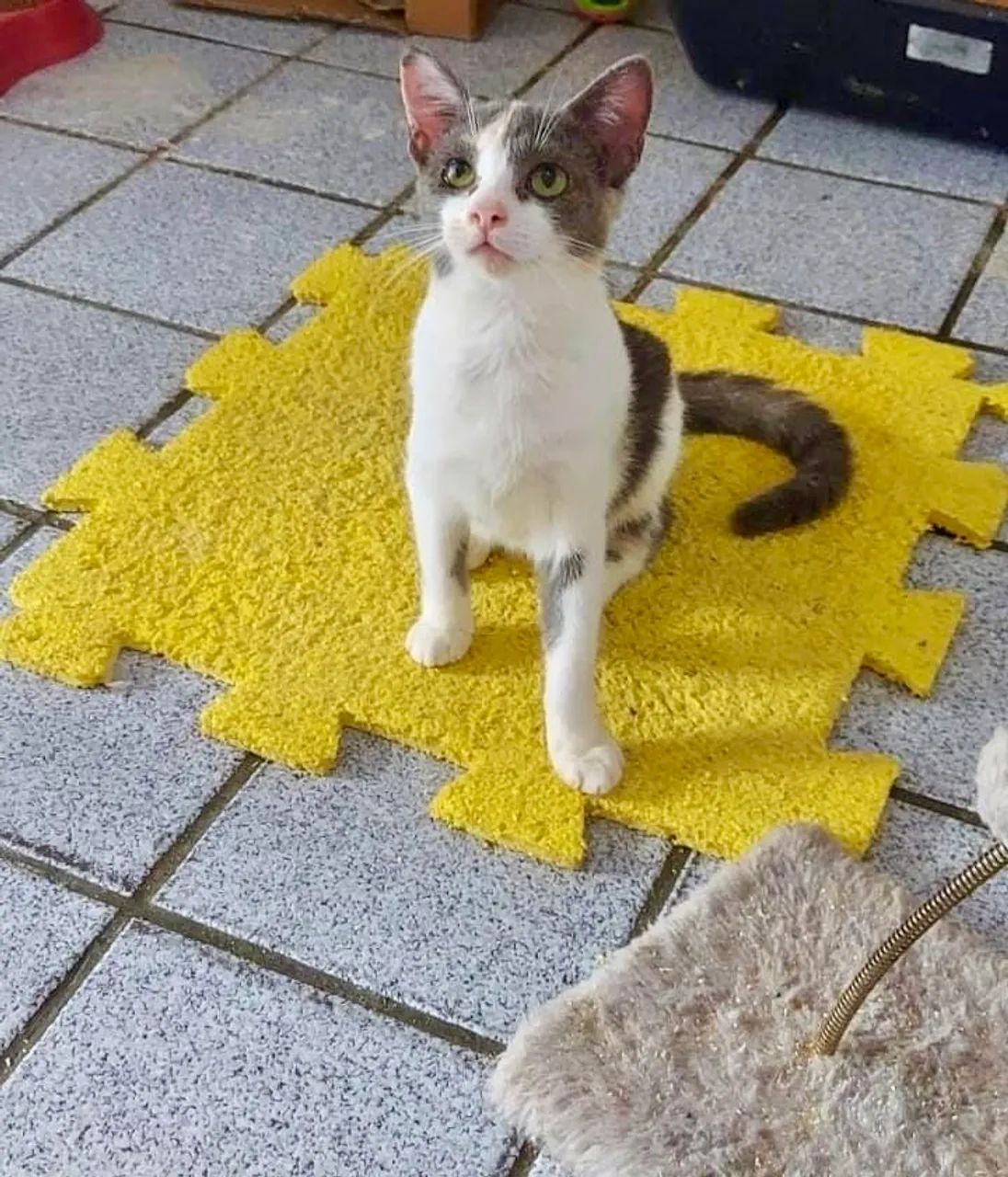 Gata castrada, vacinada MUITO carinhosa  