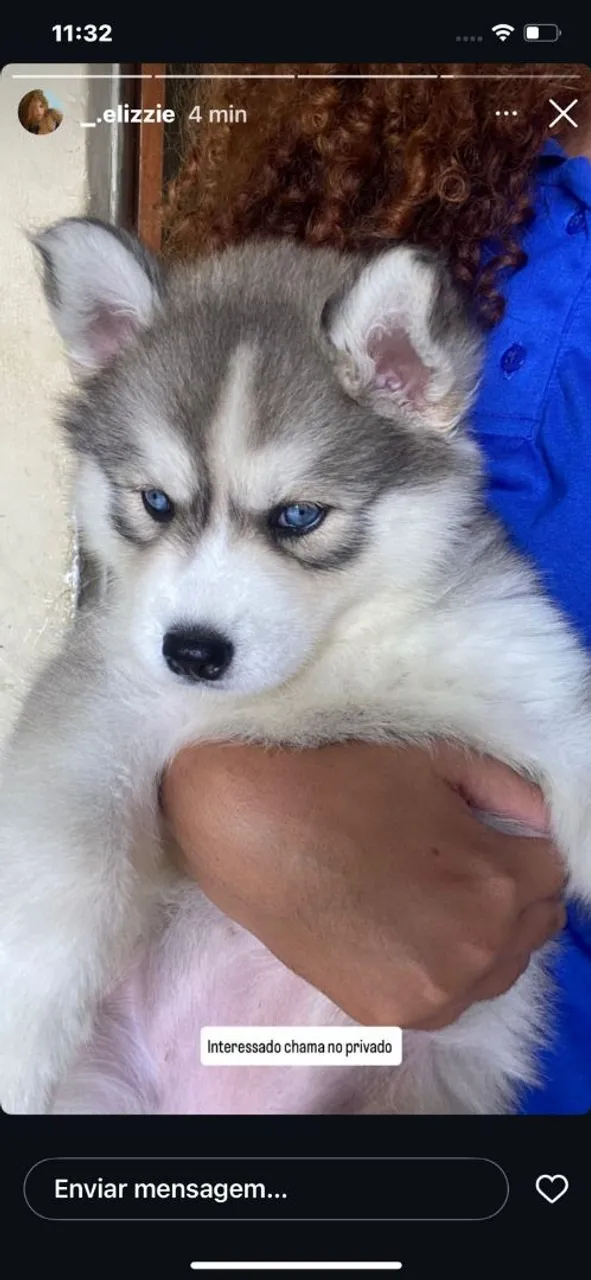Filhote de Husky Siberiano disponível
