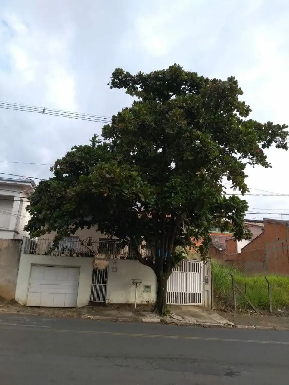 Poda de árvores 
