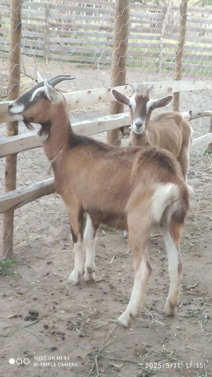  Marrans toggenburg para venda