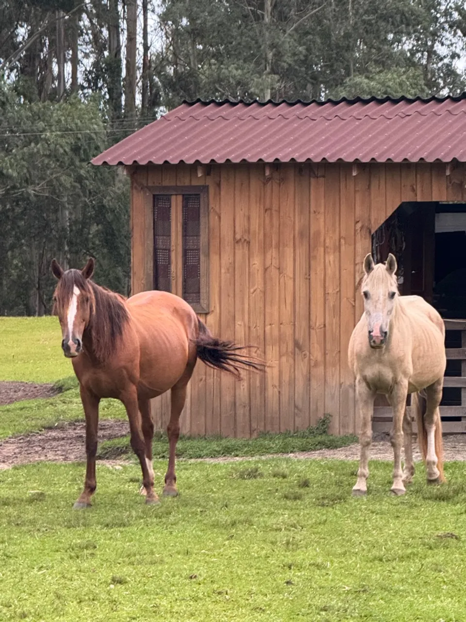Cavalo branco 