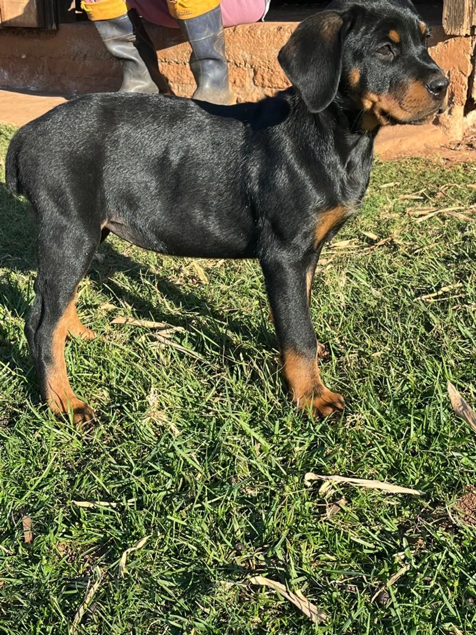 Filhotes de Rottweiler - Foto 3