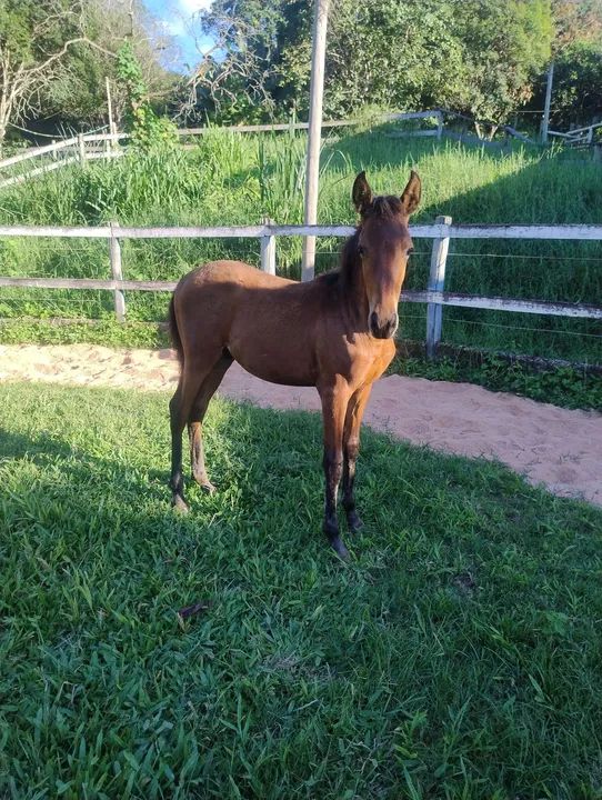 Potro castanho oportunidade!!!!!!! - Foto 3