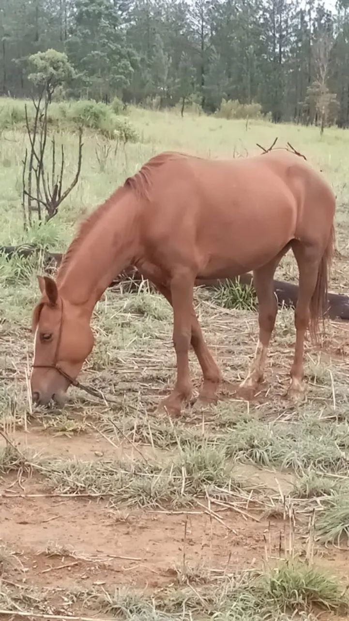 Égua Manga Larga e cavalo vai junto  - Foto 3