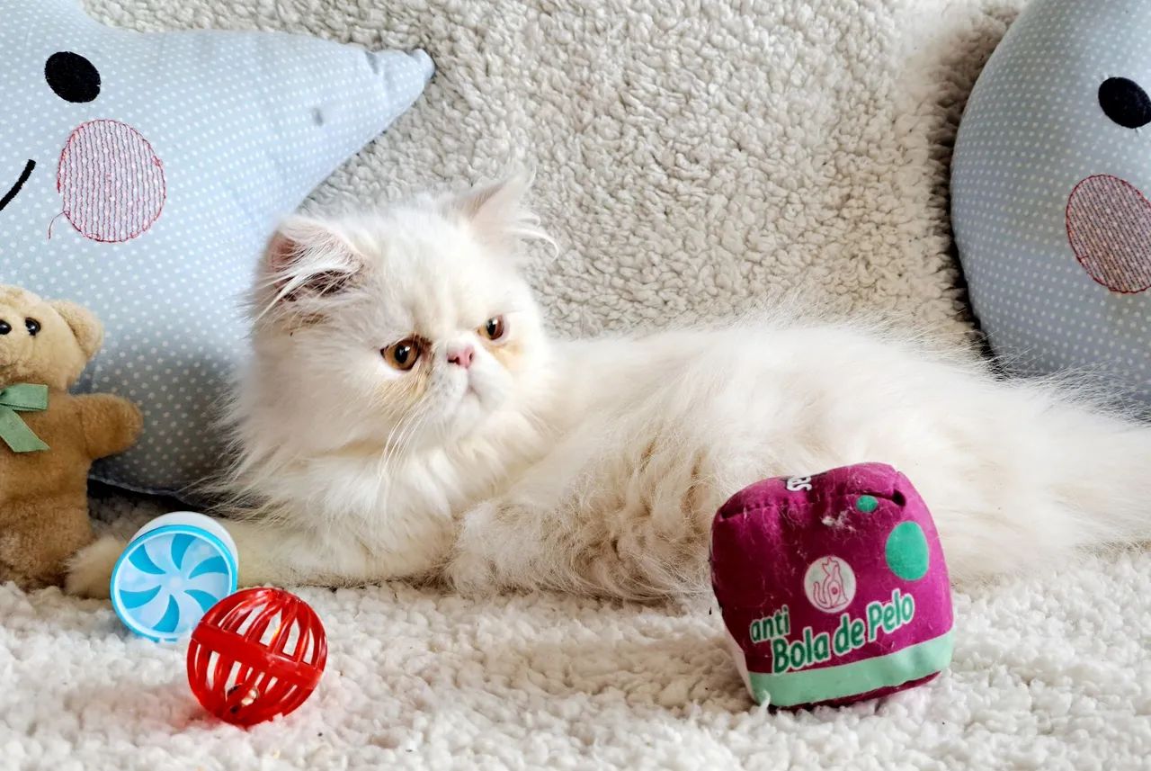 Persa macho filhotão branco - Foto 4