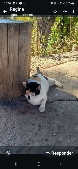 Gata castrada para Adoção - Foto 2