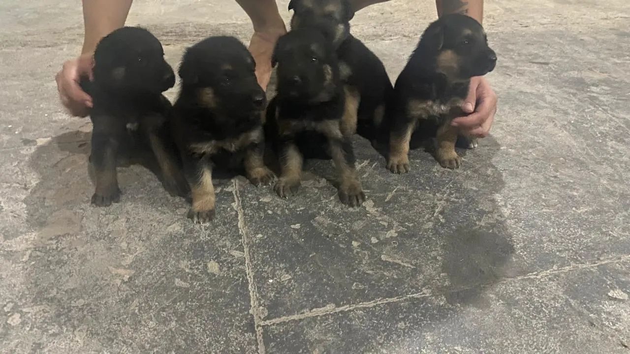 Doa-se filhotes de pastor alemão  - Foto 2