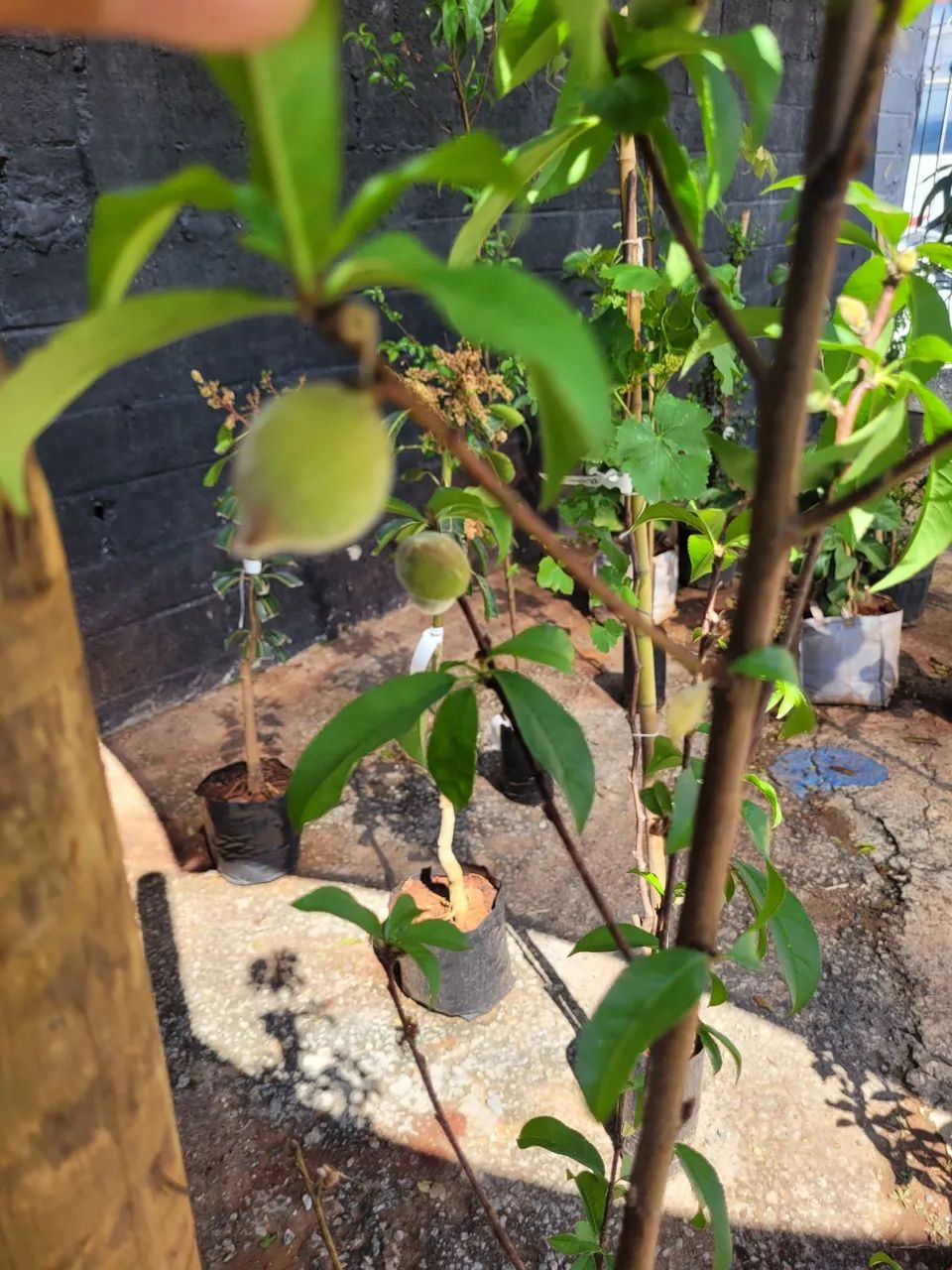 Mudas Frutíferas Enxertadas  - Foto 2
