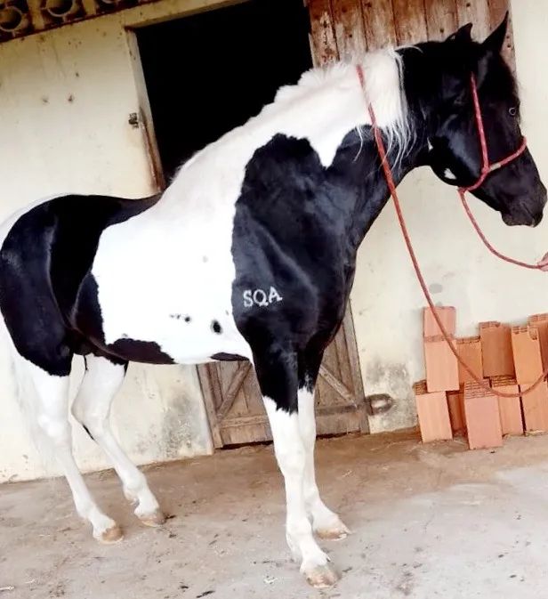 Mangalarga Paulista-T.E. - Foto 3