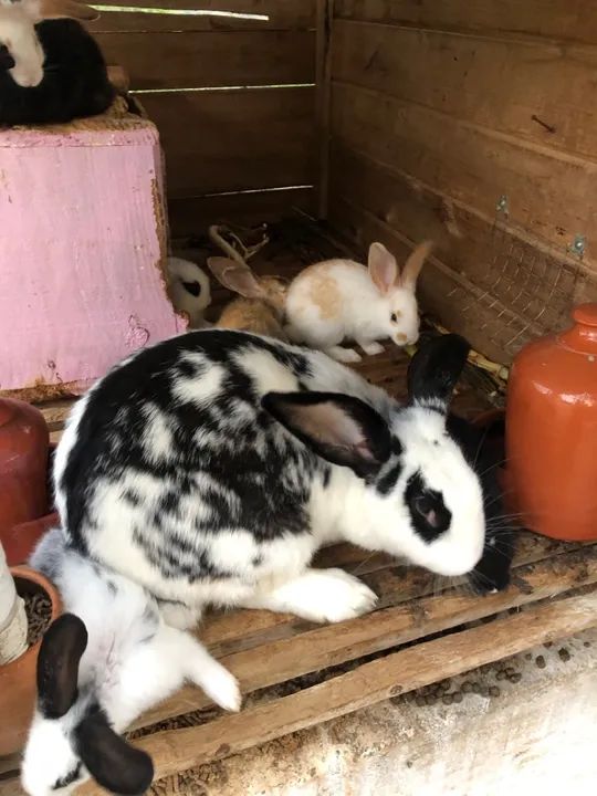 Vendo filhote coelho R$60,00 - Foto 3