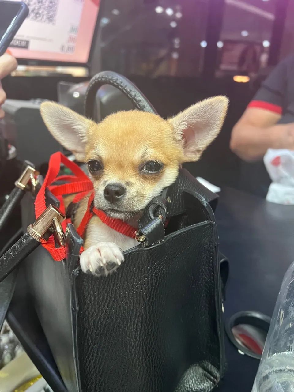 Chihuahua Fofo Procurando Namorada - Foto 3