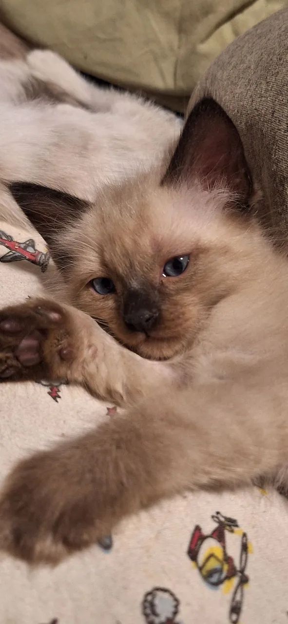 Gatos para adoção RESPONSÁVEL! - Foto 4