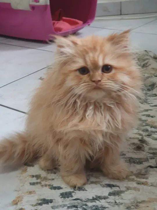 Persa 2 meses  - Foto 3