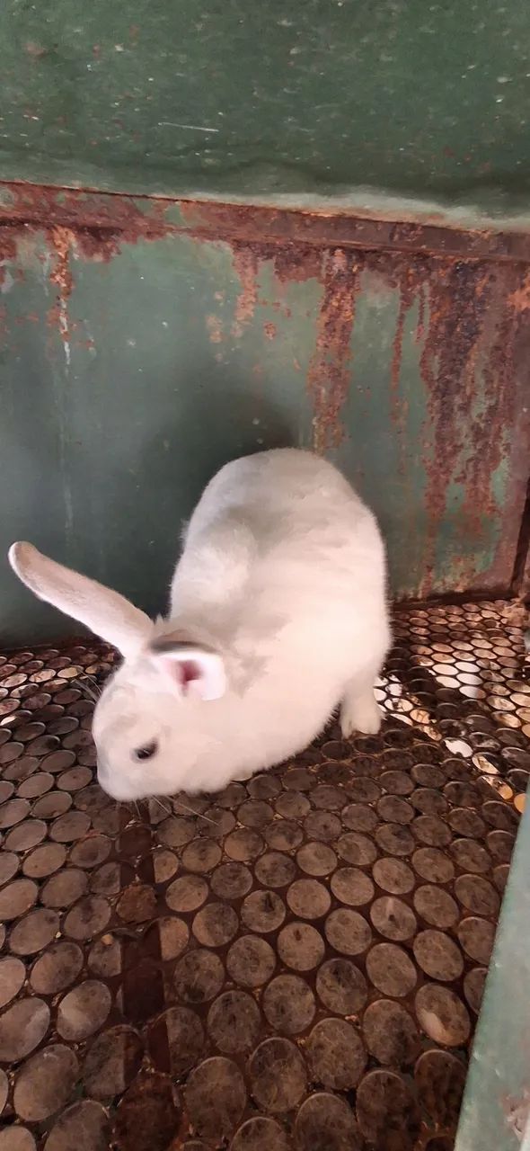 Coelha fêmea - Nova Zelândia  - Foto 3