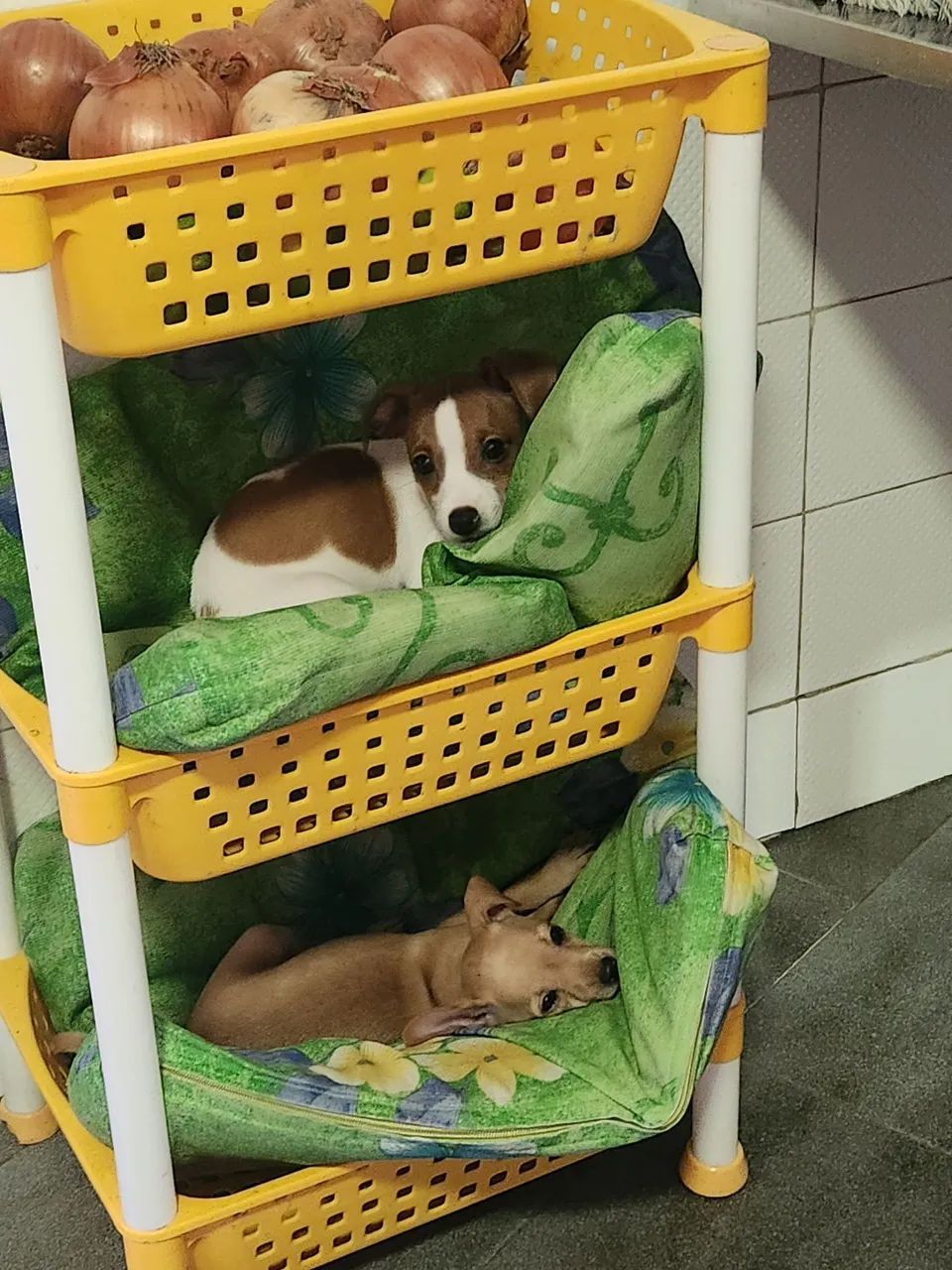 Pinscher de cor rara, branco com caramelo 