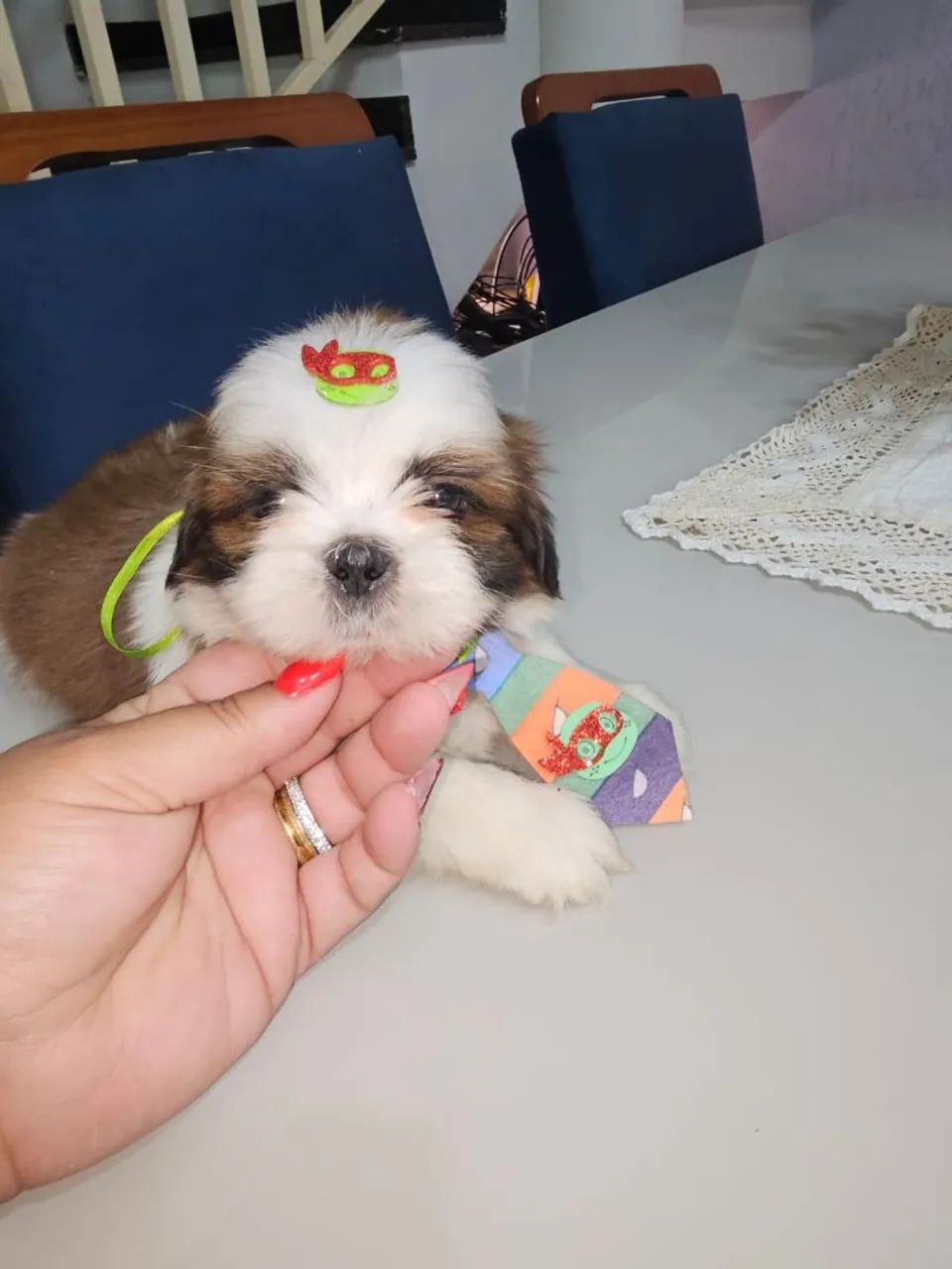 Shih Tzu macho lindo a pronta entrega Cachorros Jardim
