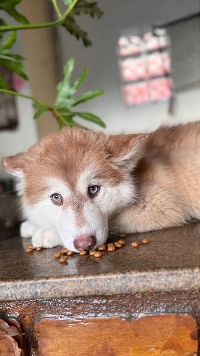 Husky Siberiano Wooly - Foto 4