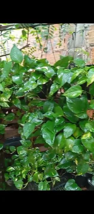 Mudas de Pothos - Foto 3