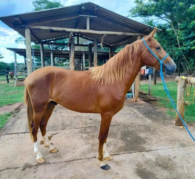 POTRO MANGALARGA MARCHADOR - Foto 6