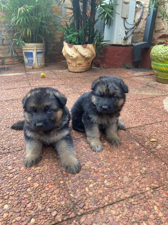 Pastor alemão  - Foto 6