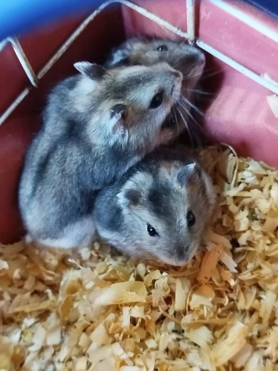 10 HAMSTER ANÃO RUSSO (revenda) - Foto 2