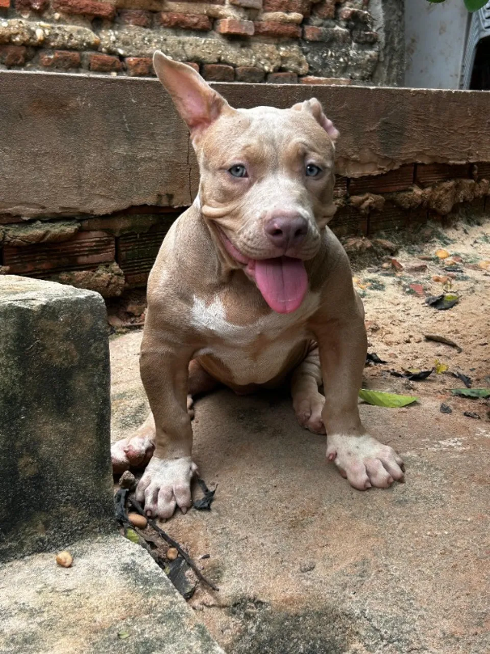 Pit Monster (Brazilian Bull) disponíveis