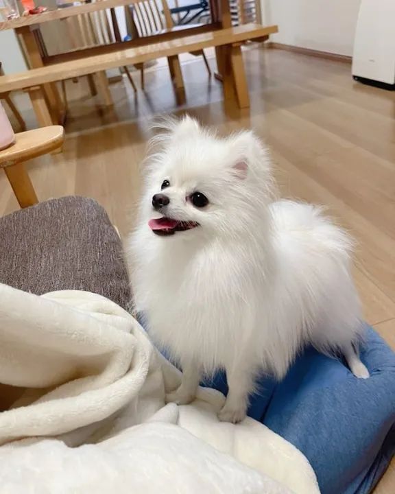 Spitz Alemão Filhotes Fofos na Cor Branco - Foto 3