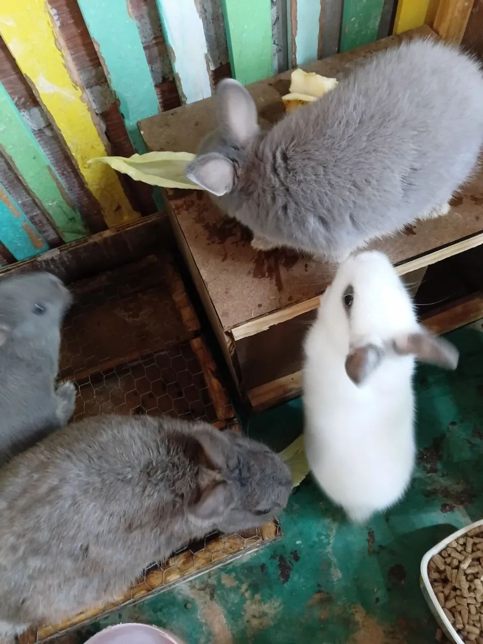 Coelhos anões holandês filhotes e adultos - Foto 2