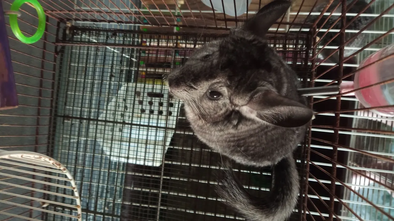 Chinchila femea