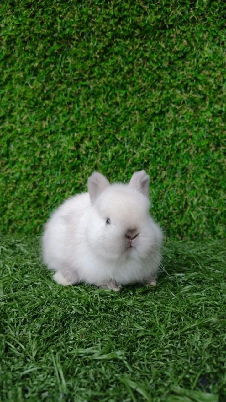 Netherland dwarf linhagem importada  - Foto 4