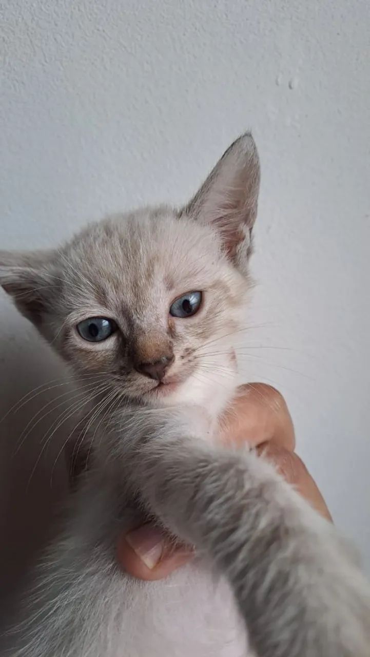 Adoção 64304566114691121