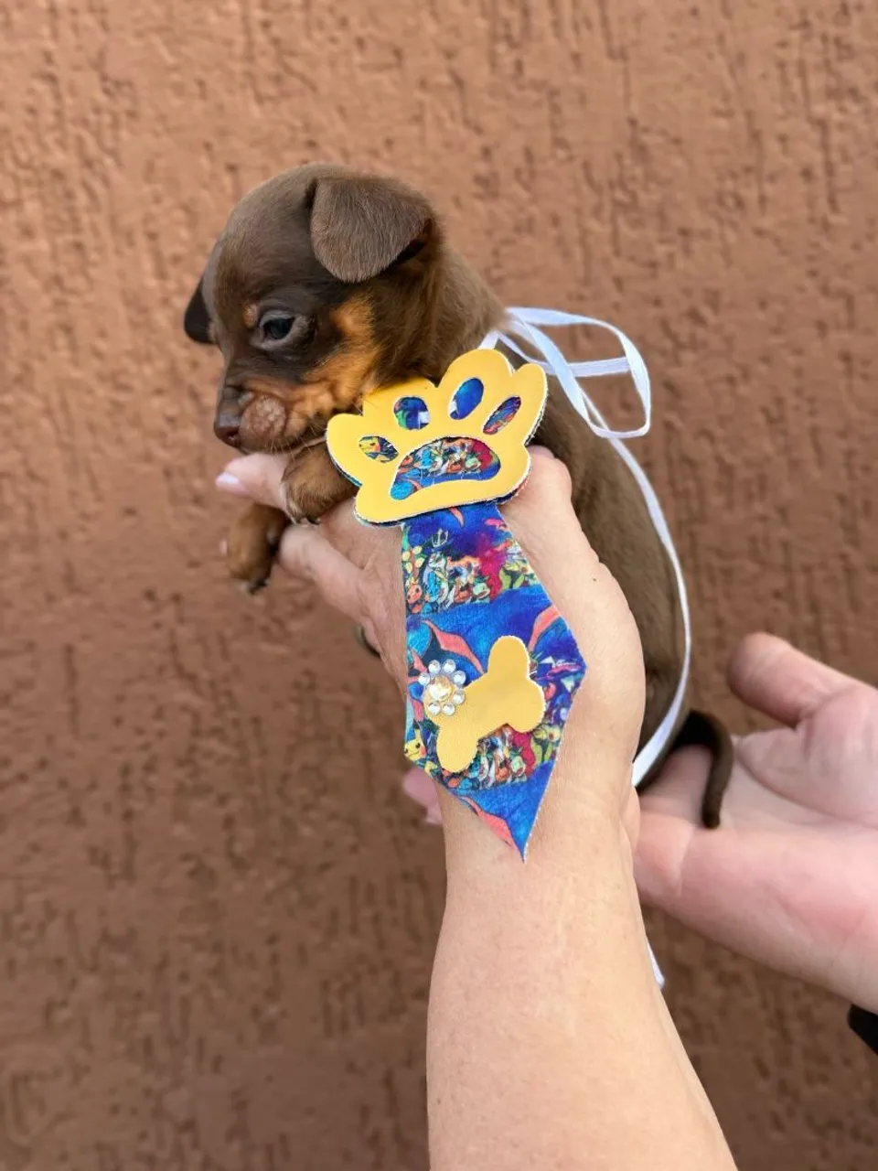 Filhote de Pinscher Miniatura Charmoso