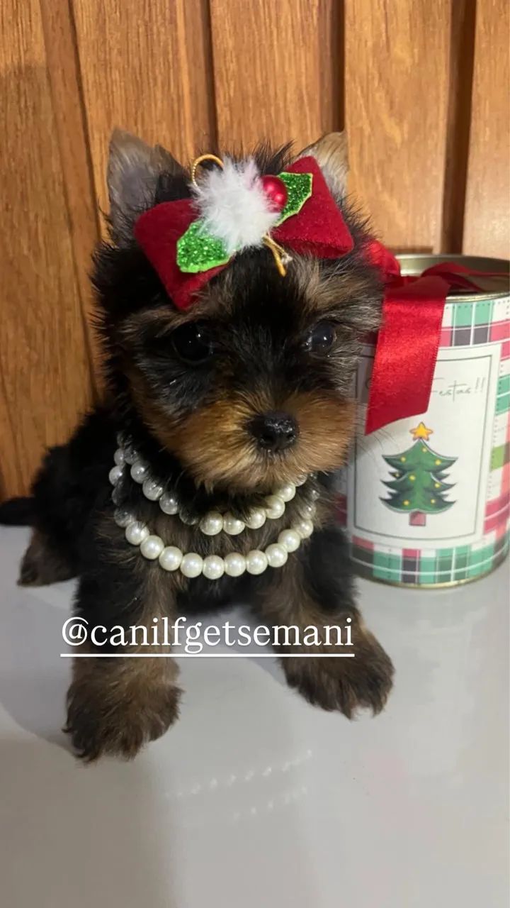 Yorkshire mine - Foto 4