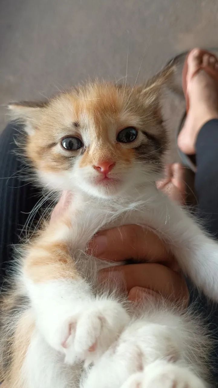 Gatinhas para adoção fêmeas  - Foto 3