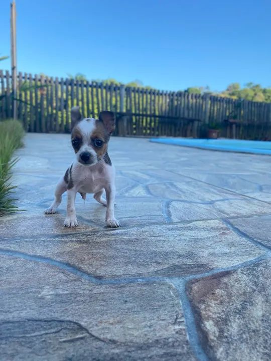 Filhote de pinscher- Fofo e Brincalhão