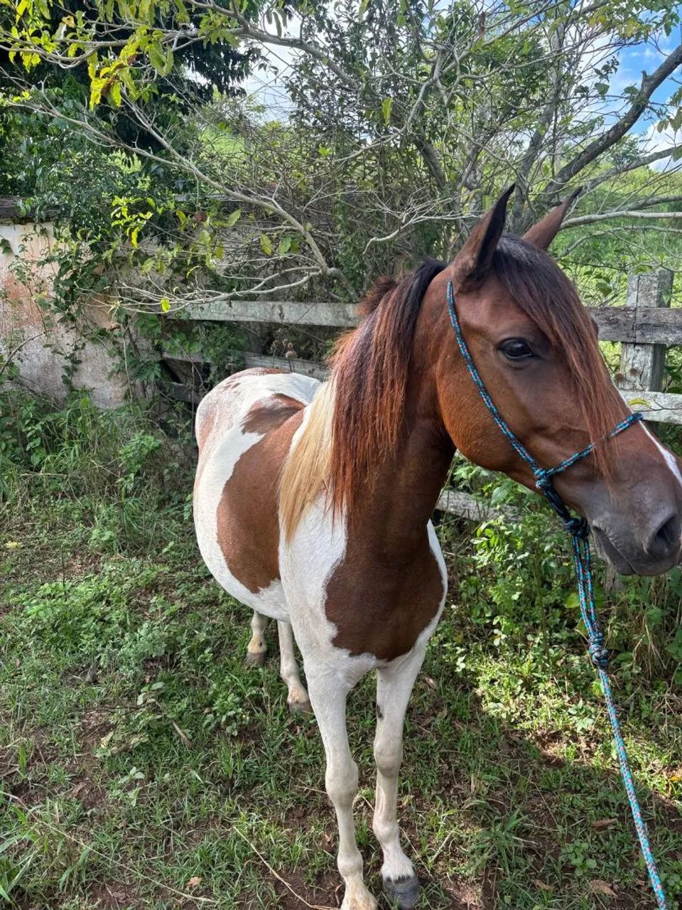 Égua pampa - Foto 2