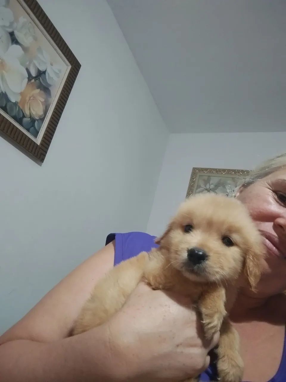 Golden retrivier 