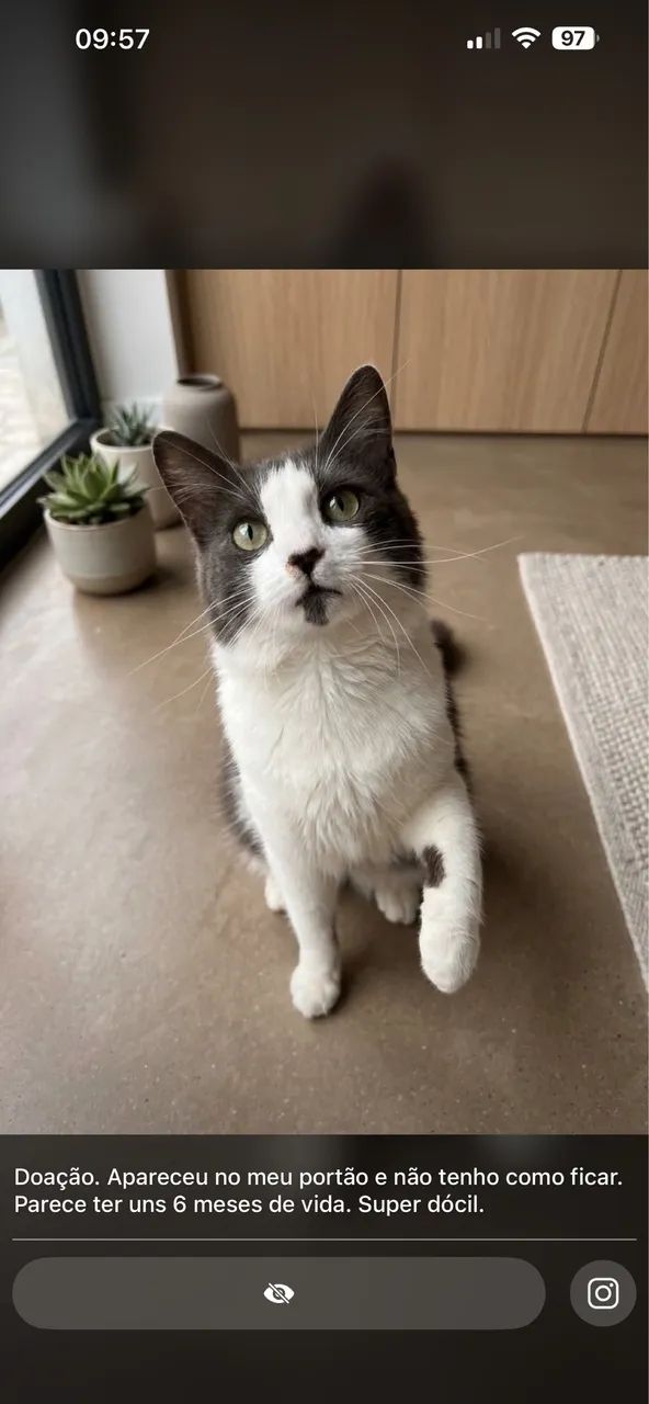 Doa- se este dócil gatinho