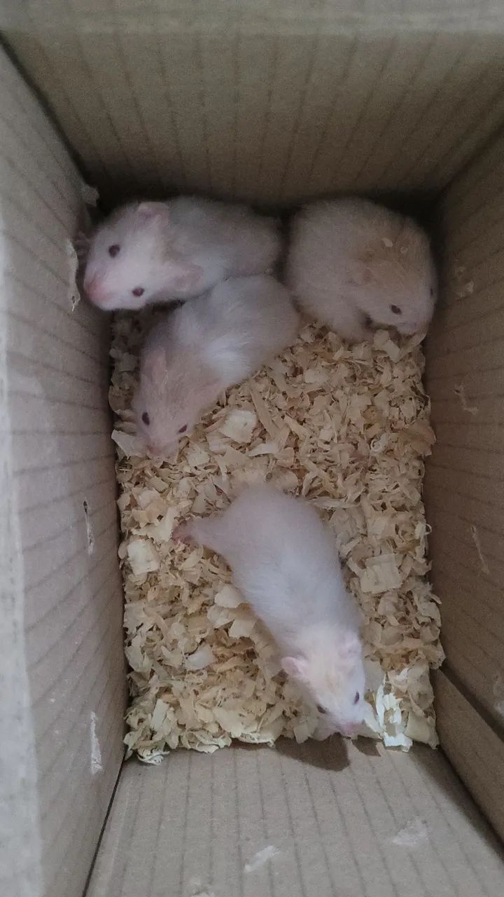 Hamster sirio macho e femea  - Foto 2