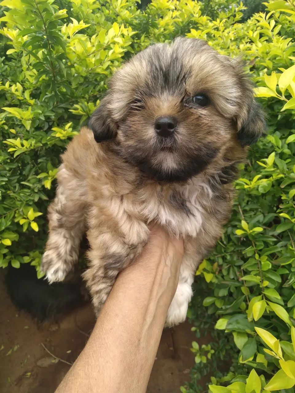 Shihtzu macho - Foto 5