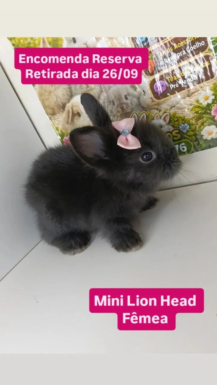 Mini Coelho Variadas Raças e Valores  - Foto 4