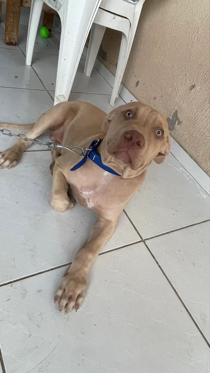 Vendo filhote de pitbull  - Foto 3