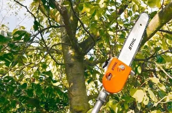 Retirada de árvores| Poda. - Foto 2