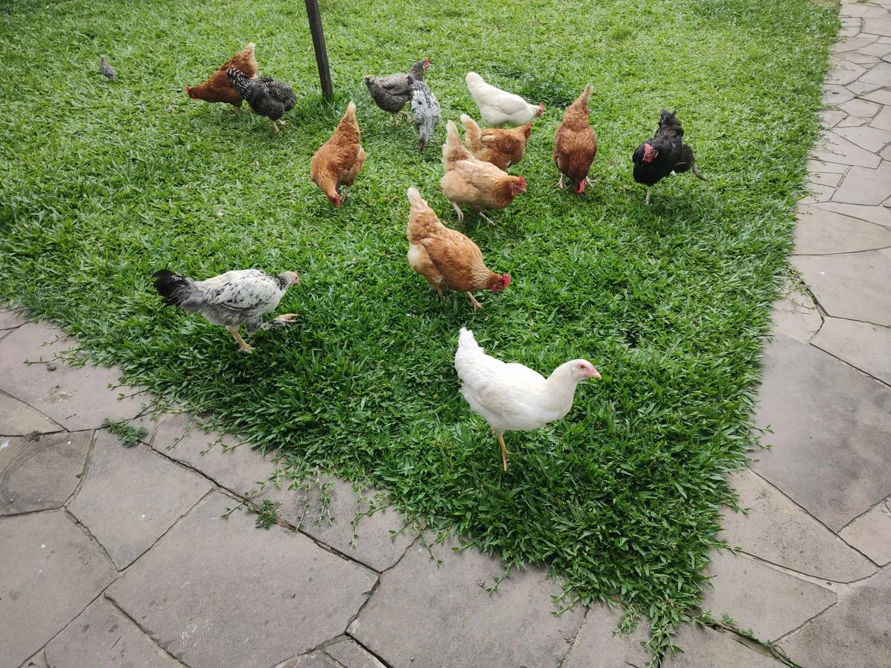 Galinhas