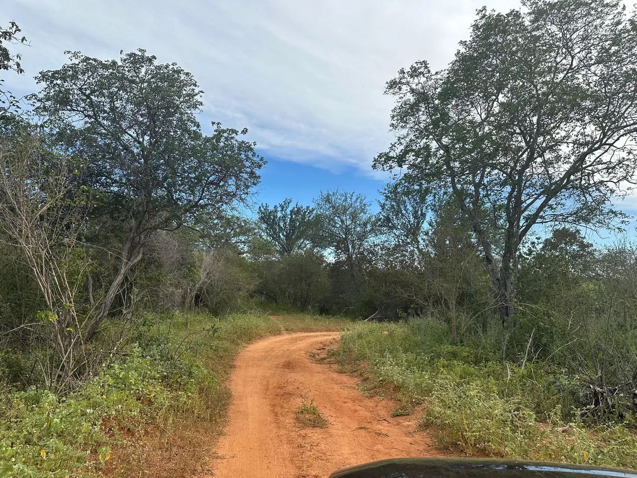 Terras com 333ha. em Dirceu Arcoverde-PI - Foto 3