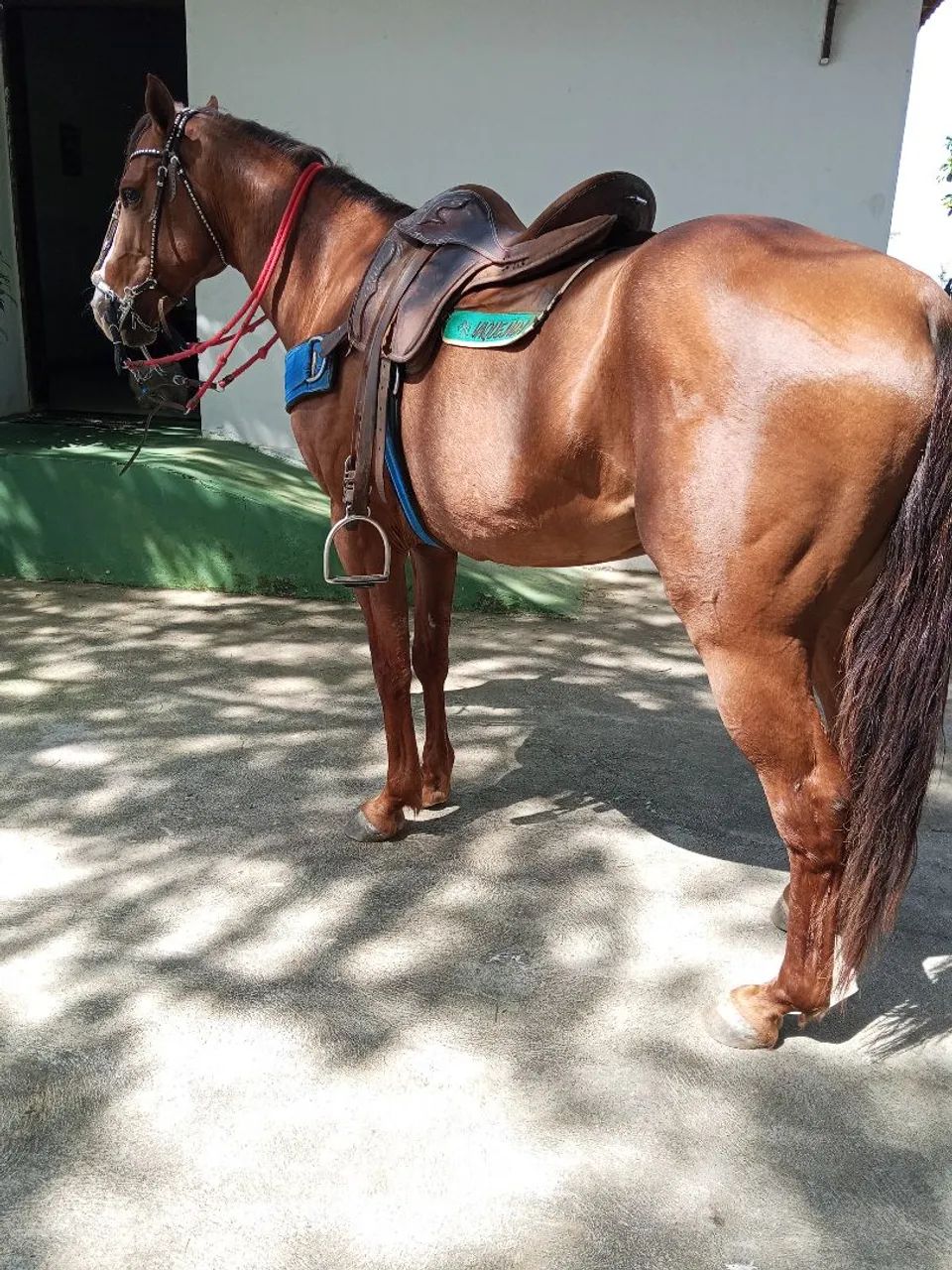 Potro de 4 anos - Foto 2