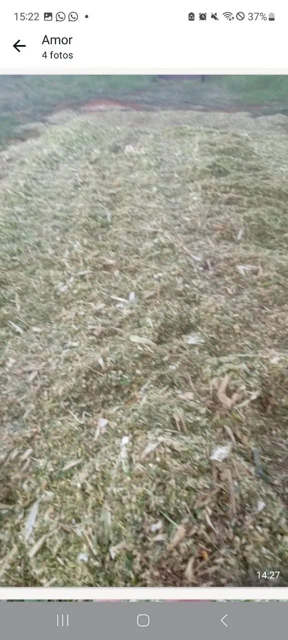 Silagem de milho  - Foto 2